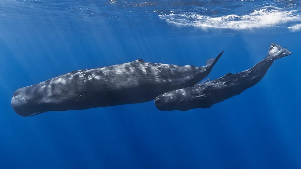 A mother and baby sperm whale swimming